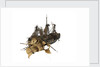 Warship; 74 gun by William Haines