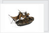 Warship; 74 guns by William Haines