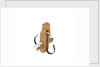 Equipment model; Anchor model; Killick by unknown