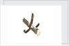 Equipment model; Anchor model; Killick by unknown