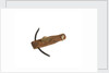 Equipment model; Anchor model; Killick by unknown