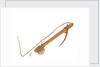 Equipment model; Anchor model; Killick by unknown