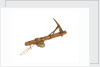 Equipment model; Anchor model; Killick by unknown