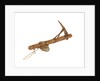 Equipment model; Anchor model; Killick by unknown