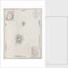 Azores Corvo and Flores. Surveyed by Capt. A.T.E Vidal R.N 1844. by British Admiralty