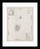 Azores Corvo and Flores. Surveyed by Capt. A.T.E Vidal R.N 1844. by British Admiralty