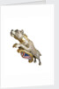 Figurehead from HMS 'Bulldog' by unknown