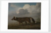 Portrait of a large dog (Dingo) by George Stubbs