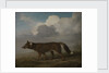 Portrait of a large dog (Dingo) by George Stubbs