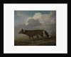 Portrait of a large dog (Dingo) by George Stubbs