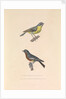 'The Australian Flycatcher and the Flycatcher Multicolor' by Hyacinthe de Bougainville