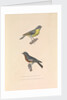 'The Australian Flycatcher and the Flycatcher Multicolor' by Hyacinthe de Bougainville