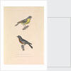 'The Australian Flycatcher and the Flycatcher Multicolor' by Hyacinthe de Bougainville