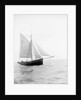 Pilot No. 10 (Br, 1852) under sail by unknown