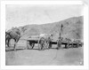 Camel carts lined up at Aden by Kenneth Hurlstone Jones