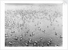 Cape pigeons afloat off South Georgia Island by unknown