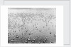 Cape pigeons afloat off South Georgia Island by unknown