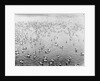 Cape pigeons afloat off South Georgia Island by unknown