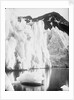 The snout of Hamberg Glacier, Moraine Fjord, South Georgia by unknown