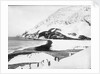 A view along the shore with penguins in the foreground, South Georgia Island by unknown