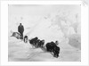 A seven-dog sledge team on the ice with unidentified crew member by unknown