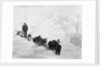 A seven-dog sledge team on the ice with unidentified crew member by unknown