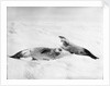 Two crab-eater seals on the ice, Weddell Sea, Antarctic by unknown