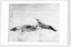 Two crab-eater seals on the ice, Weddell Sea, Antarctic by unknown
