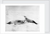 Two crab-eater seals on the ice, Weddell Sea, Antarctic by unknown