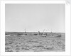 'Essex Lance' (Br, 1918) at anchor in Bedford Basin, Halifax, Nova Scotia, Canada by unknown