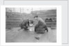 Robert the Bruce. Two welders at work aboard the vessel. by unknown