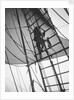 A seaman enticing the ship's cat up one of the shrouds of 'Pommern' (Fi, 1903) 4 masted barque, ex 'Mneme', Gustaf Erikson by Unknown
