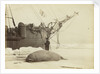 Walrus killed in Franklin Pierce Bay, 10 August 1875 by George White