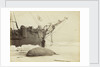 Walrus killed in Franklin Pierce Bay, 10 August 1875 by George White