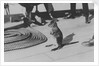 Wallaby on HMS 'Renown' (1916) during her 1920 tour of Australia and New Zealand by unknown