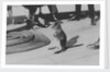 Wallaby on HMS 'Renown' (1916) during her 1920 tour of Australia and New Zealand by unknown