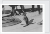 Wallaby on HMS 'Renown' (1916) during her 1920 tour of Australia and New Zealand by unknown