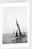 'Sara' (Br, 1902) under sail during Thames barge race by unknown