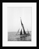'Sara' (Br, 1902) under sail during Thames barge race by unknown