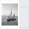 The Brixham trawler 'Provident'  (Britain, 1924), William Pillar, 5 Berry Head Road, Brixham by unknown