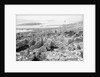 The ruins of the Temple of Apollo at Delos, Greece by Marine Photo Service