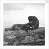 Barbary macaques on Gibraltar by Marine Photo Service