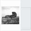 Barbary macaques on Gibraltar by Marine Photo Service