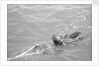 Pearl diver coming up for air by Alan Villiers