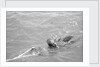 Pearl diver coming up for air by Alan Villiers