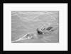 Pearl diver coming up for air by Alan Villiers