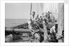 The 'Triumph of Righteousness' full of mangrove poles by Alan Villiers