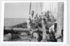 The 'Triumph of Righteousness' full of mangrove poles by Alan Villiers