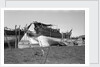 Typical Kuwaiti vessels by Alan Villiers