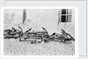 Anchors awaiting a buyer by Alan Villiers